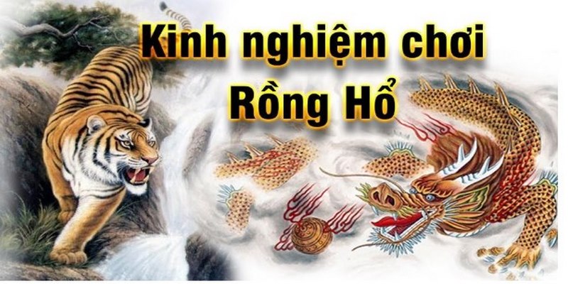 Lý do nên tham khảo mẹo chơi rồng hổ